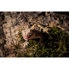 Gecko crestado - Correlophus ciliatus 